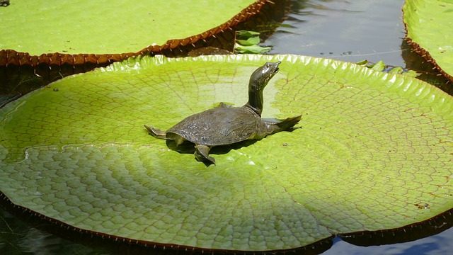 Insel-Mauritius.de - Schildkröte auf Seerosenblatt