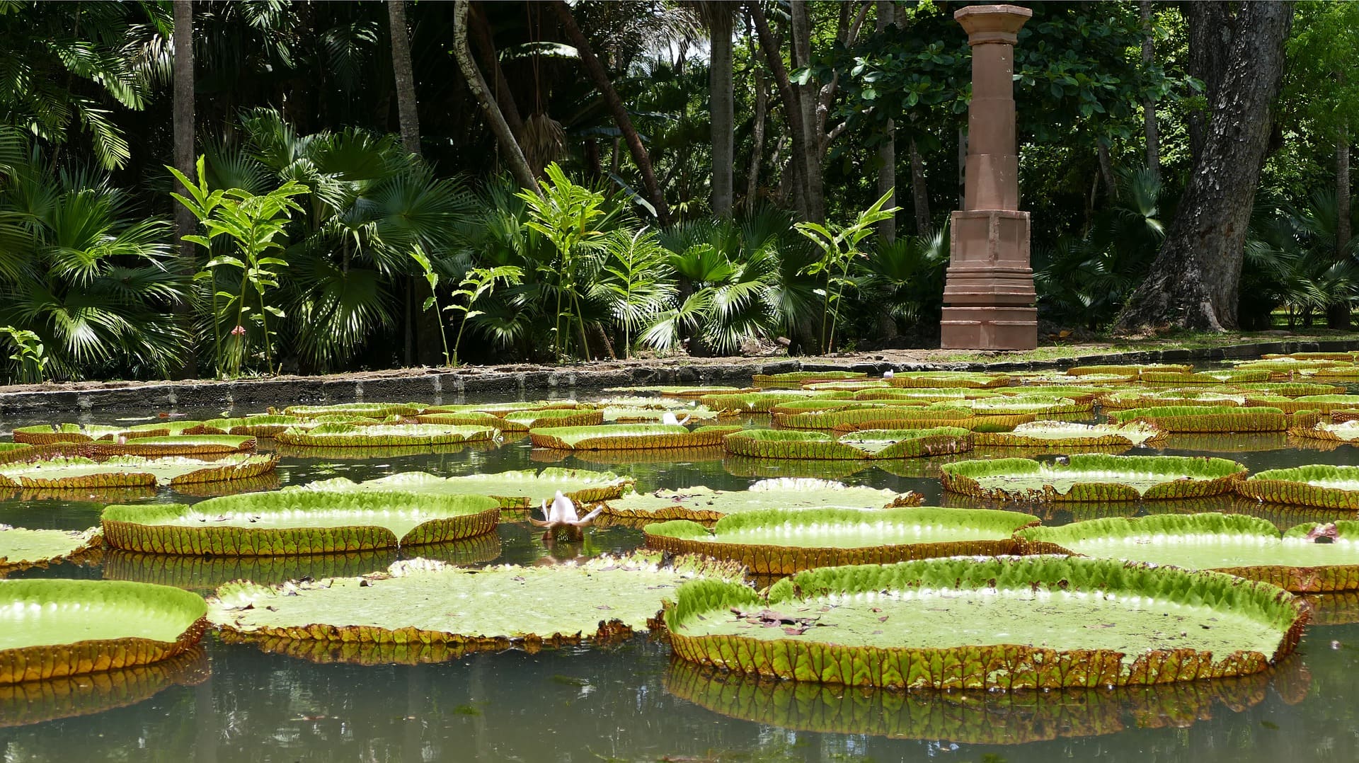 Botanischer Garten Mauritius 2 Gärten Definitiv exotisch!