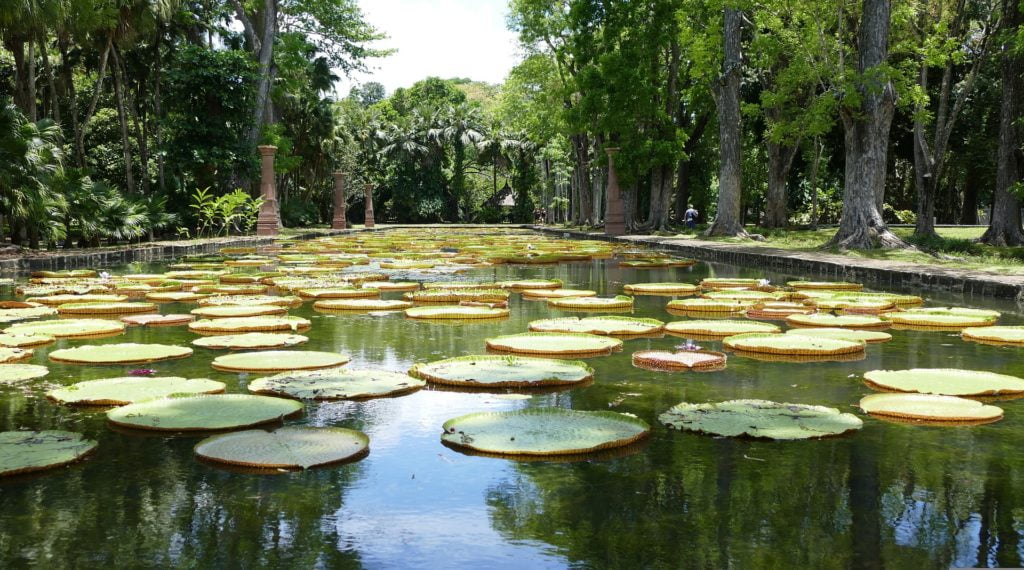 Botanischer Garten Mauritius - Pamplemousses