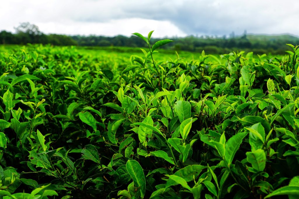 Teeplantagen auf Mauritius