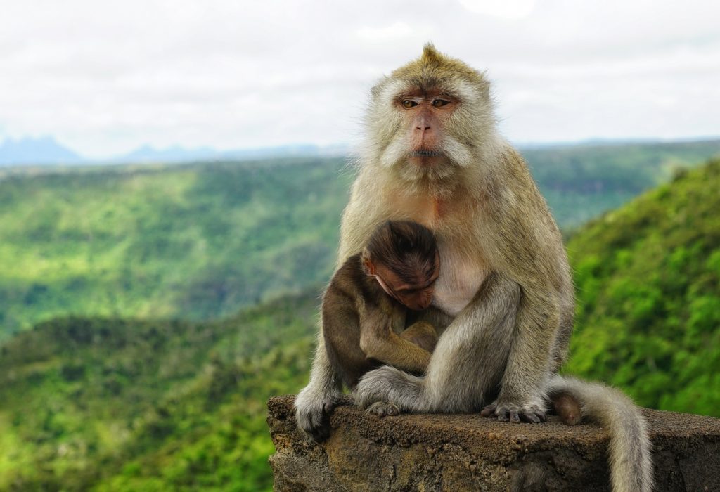 Affen auf Mauritius