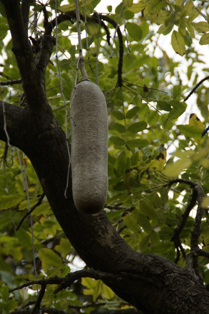 Leberwurstbäume auf Mauritius