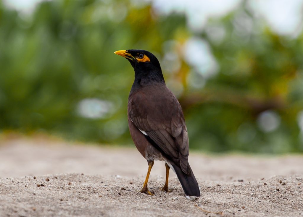 Mynah Vogel auf Mauritius