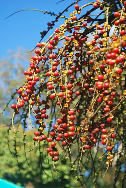 Eine Palme aus dem Botanischen Garten Pamplemousses