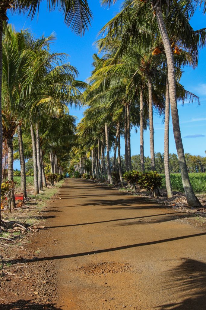 Palmen auf Mauritius