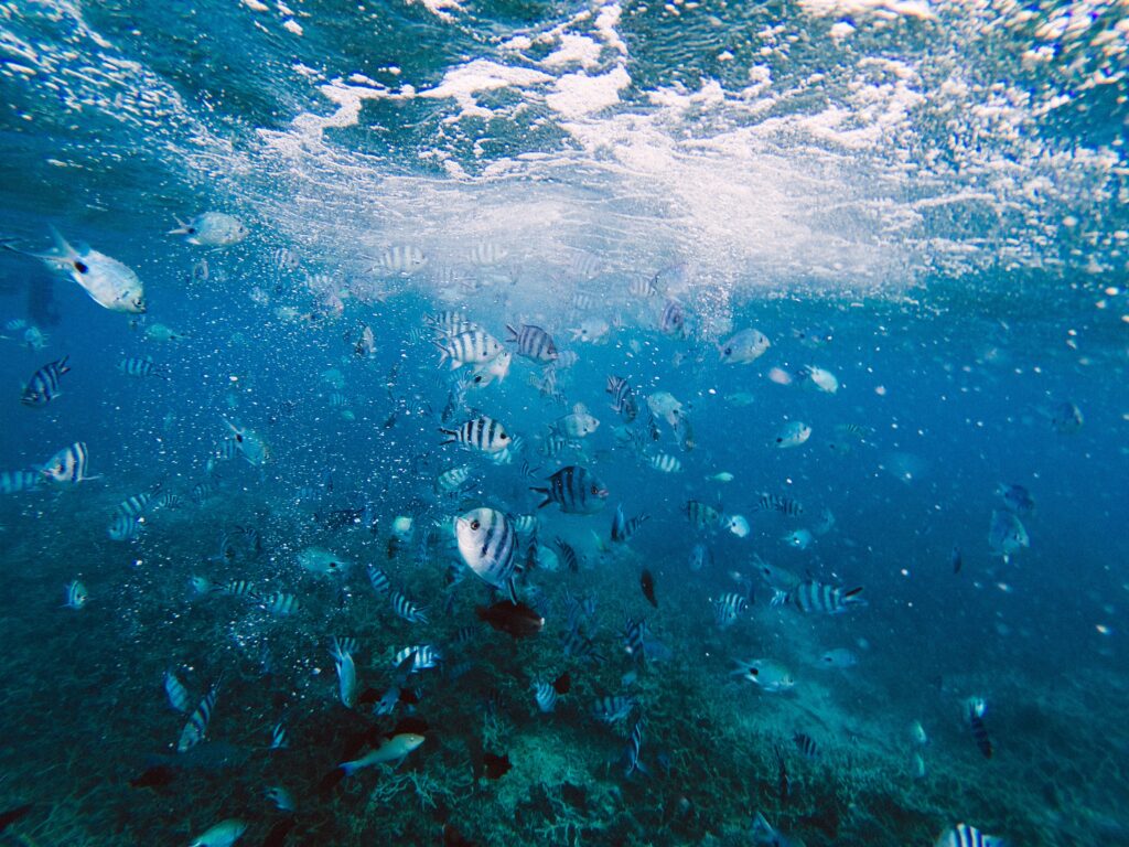 Unterwasserwelt in der Blue Bay von Mauritius