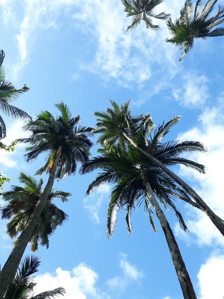 Palmen im Botanischen Garten von Mauritius